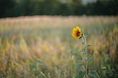 Yellow sunflowers
